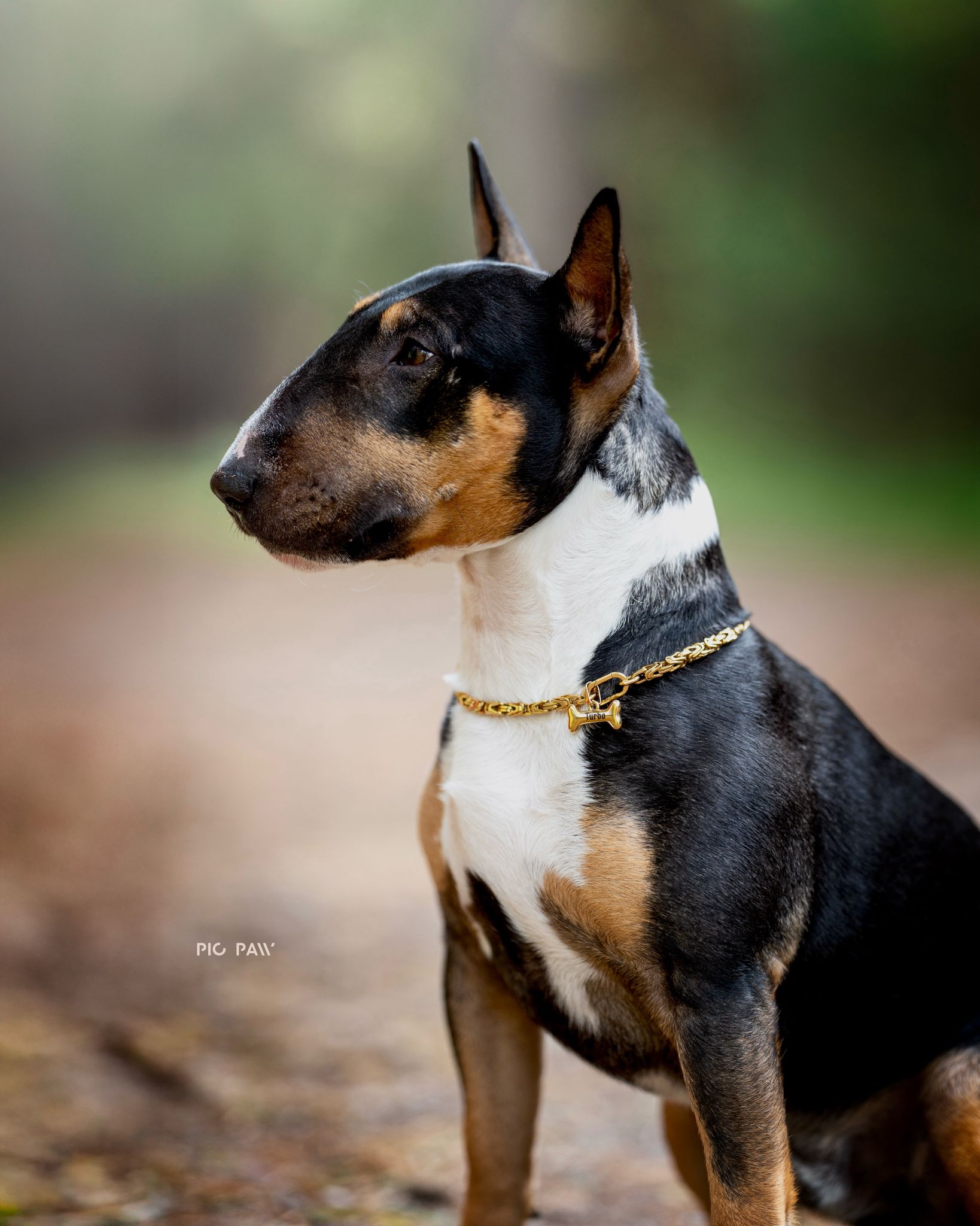 Złoty zestaw bizantyjski dla psów