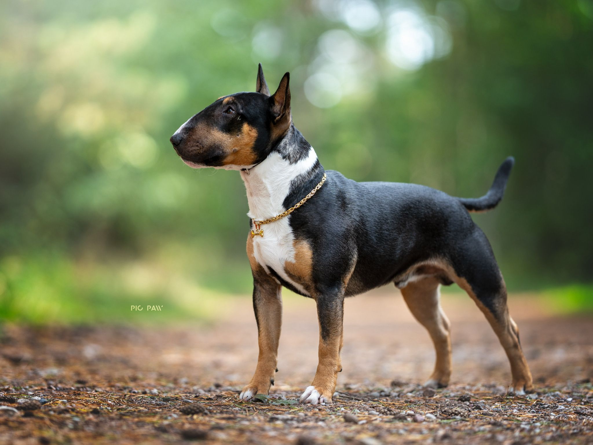 Złoty zestaw bizantyjski dla psów