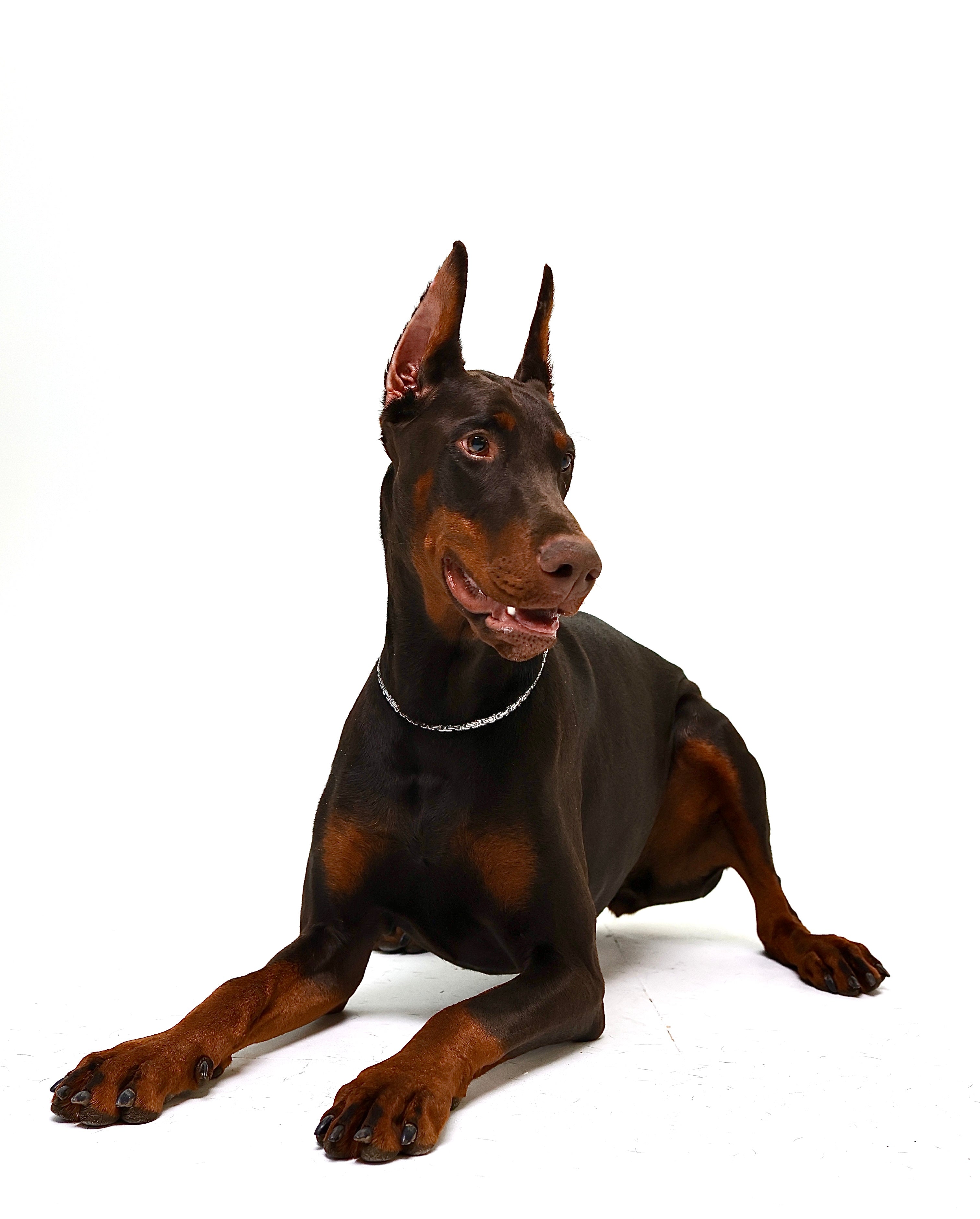 Srebrny łańcuszek królewski dla psów