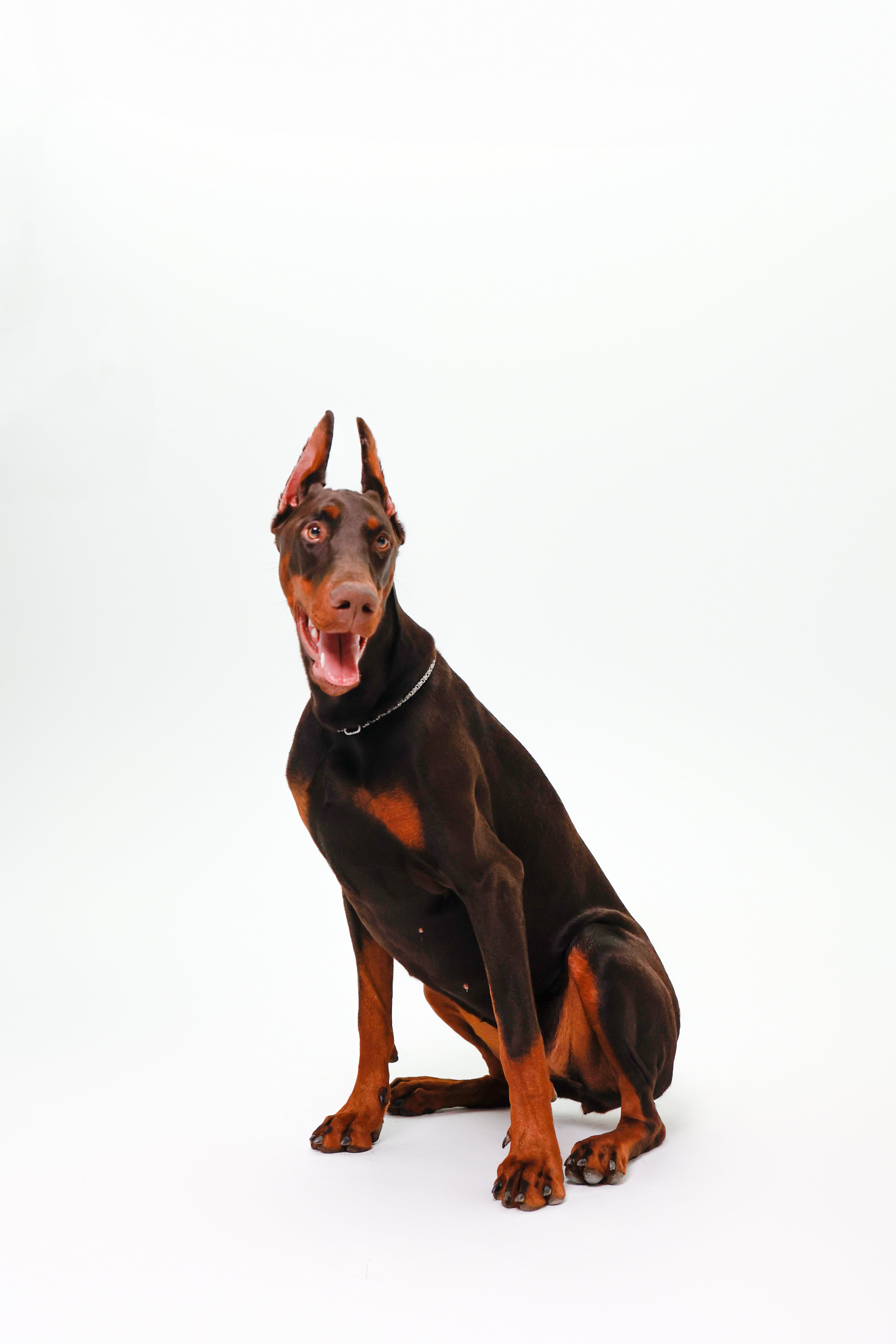 Srebrny łańcuszek królewski dla psów