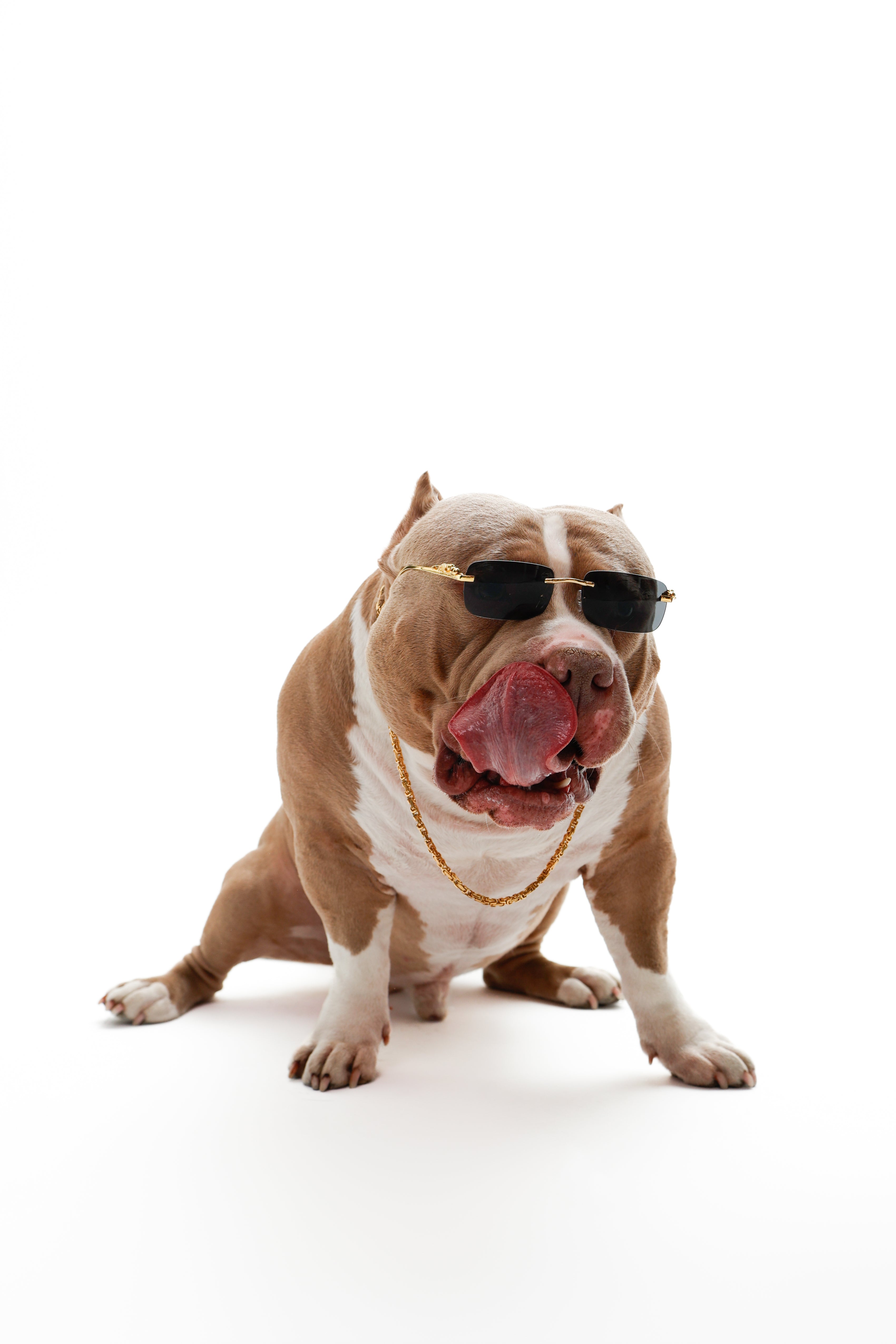 Złoty łańcuch królewski dla psów