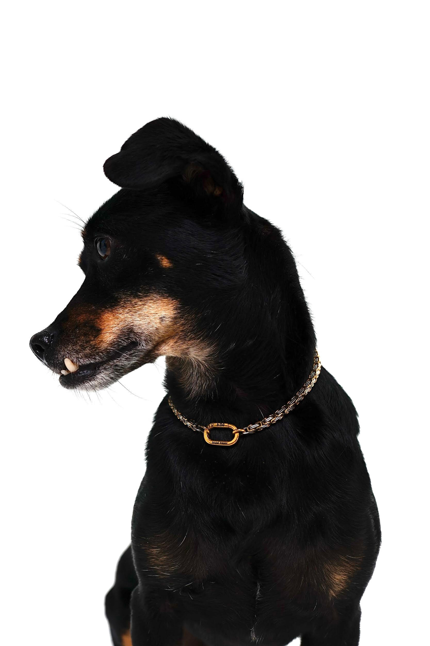 Złoto-srebrny łańcuszek dwukolorowy dla psów