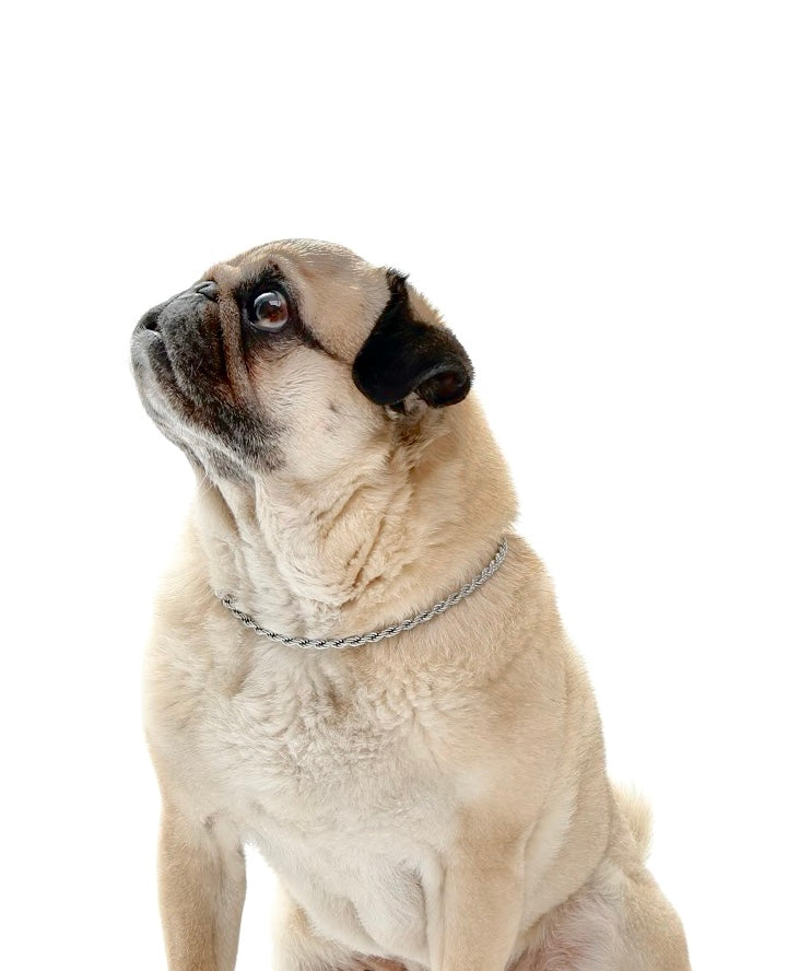 Srebrny łańcuszek spiralny dla psów