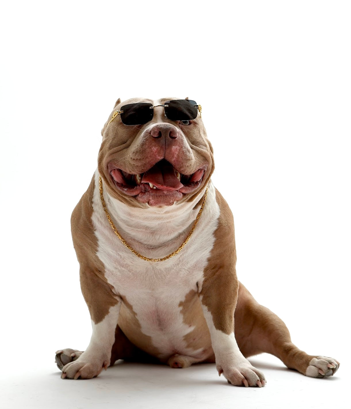 Złoty łańcuch królewski dla psów