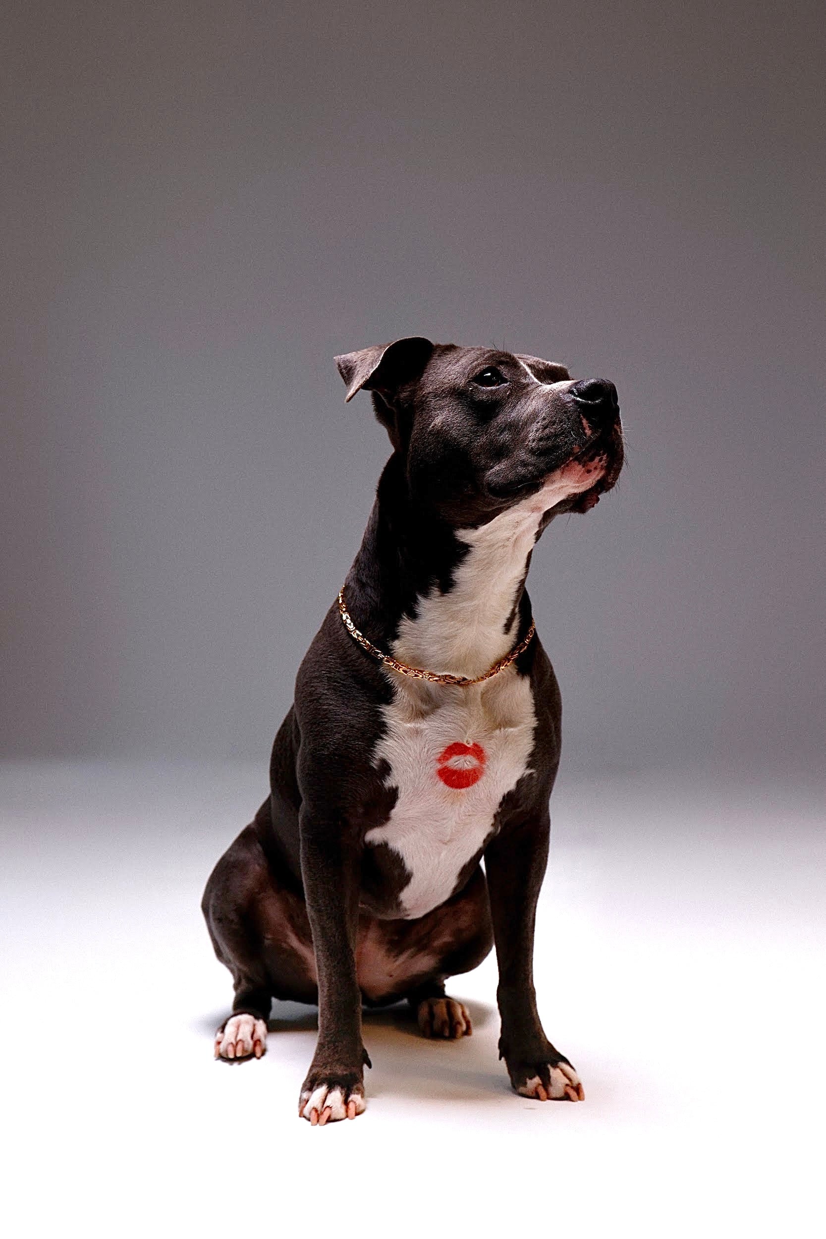 Złoty łańcuszek bizantyjski dla psów