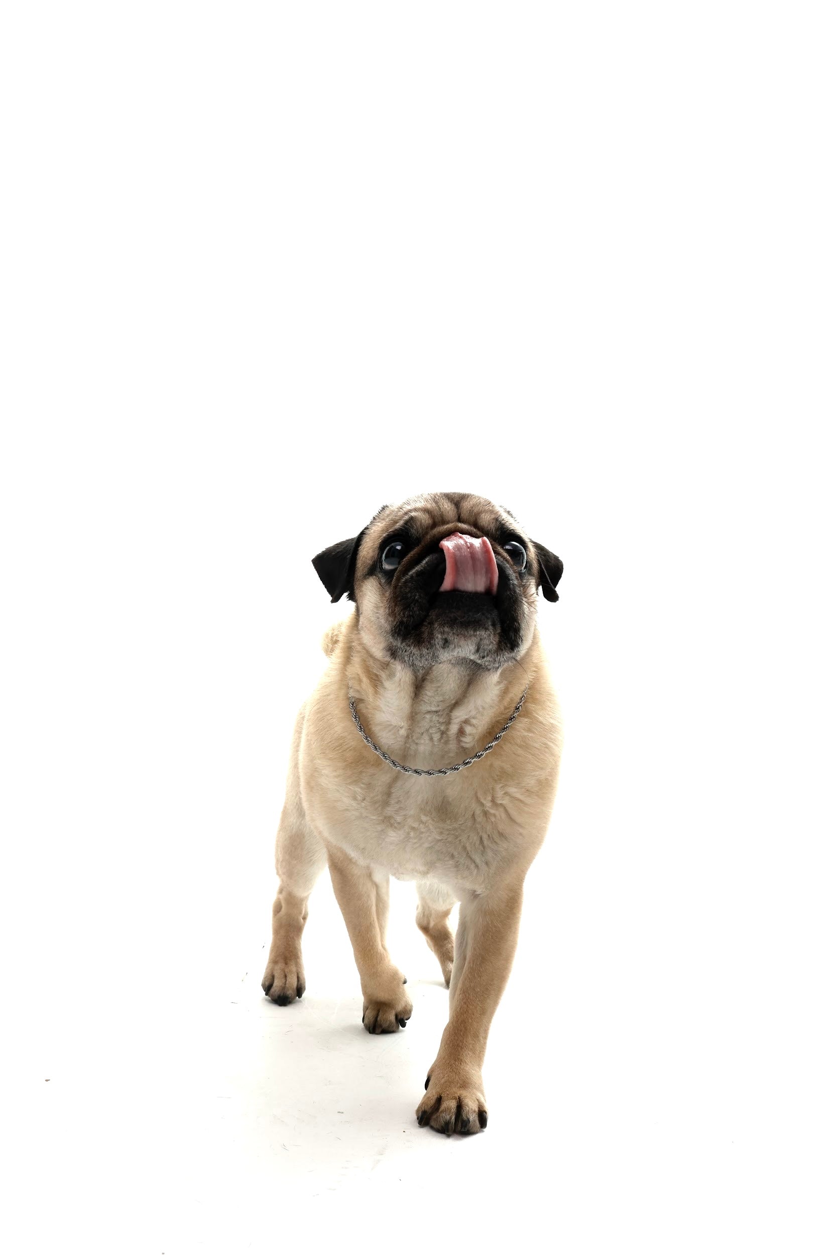 Srebrny łańcuszek spiralny dla psów