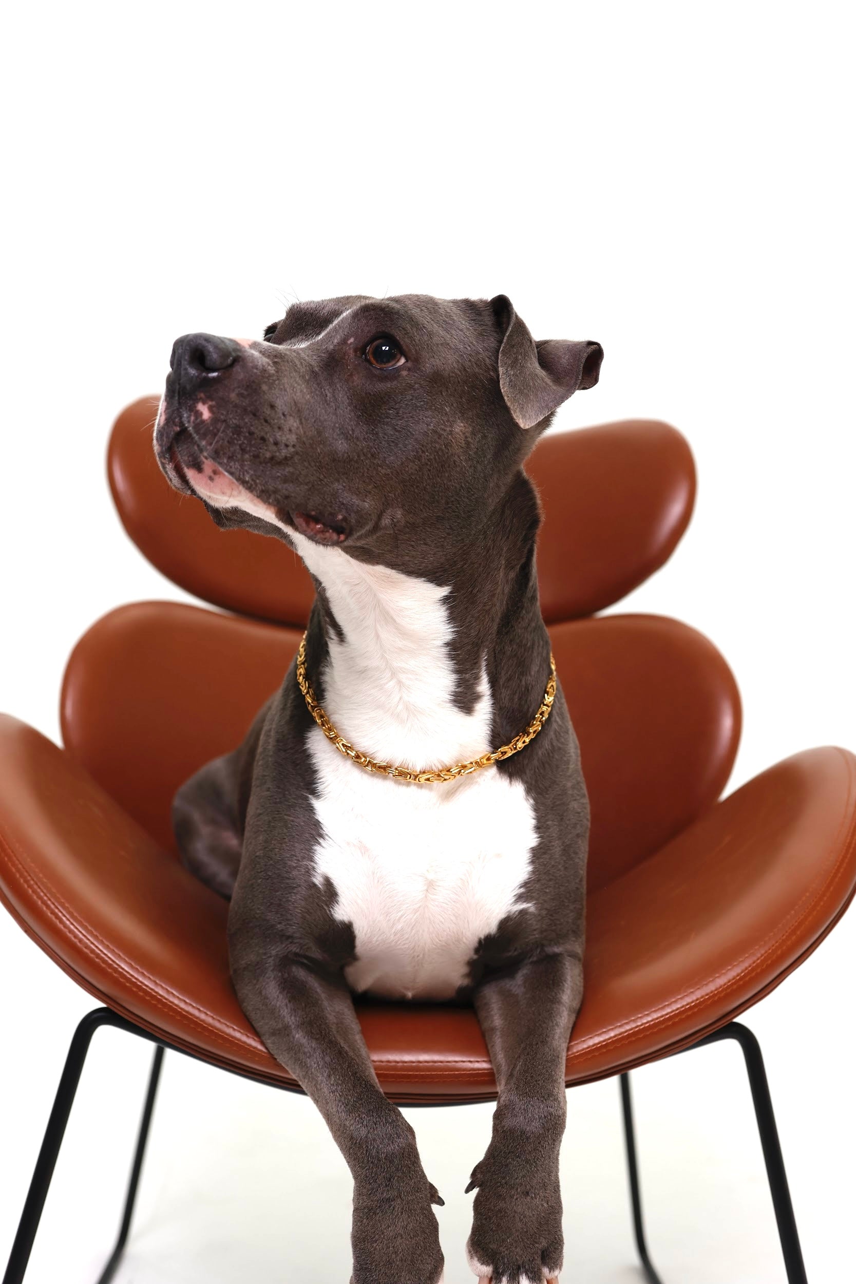 Złoty łańcuszek bizantyjski dla psów