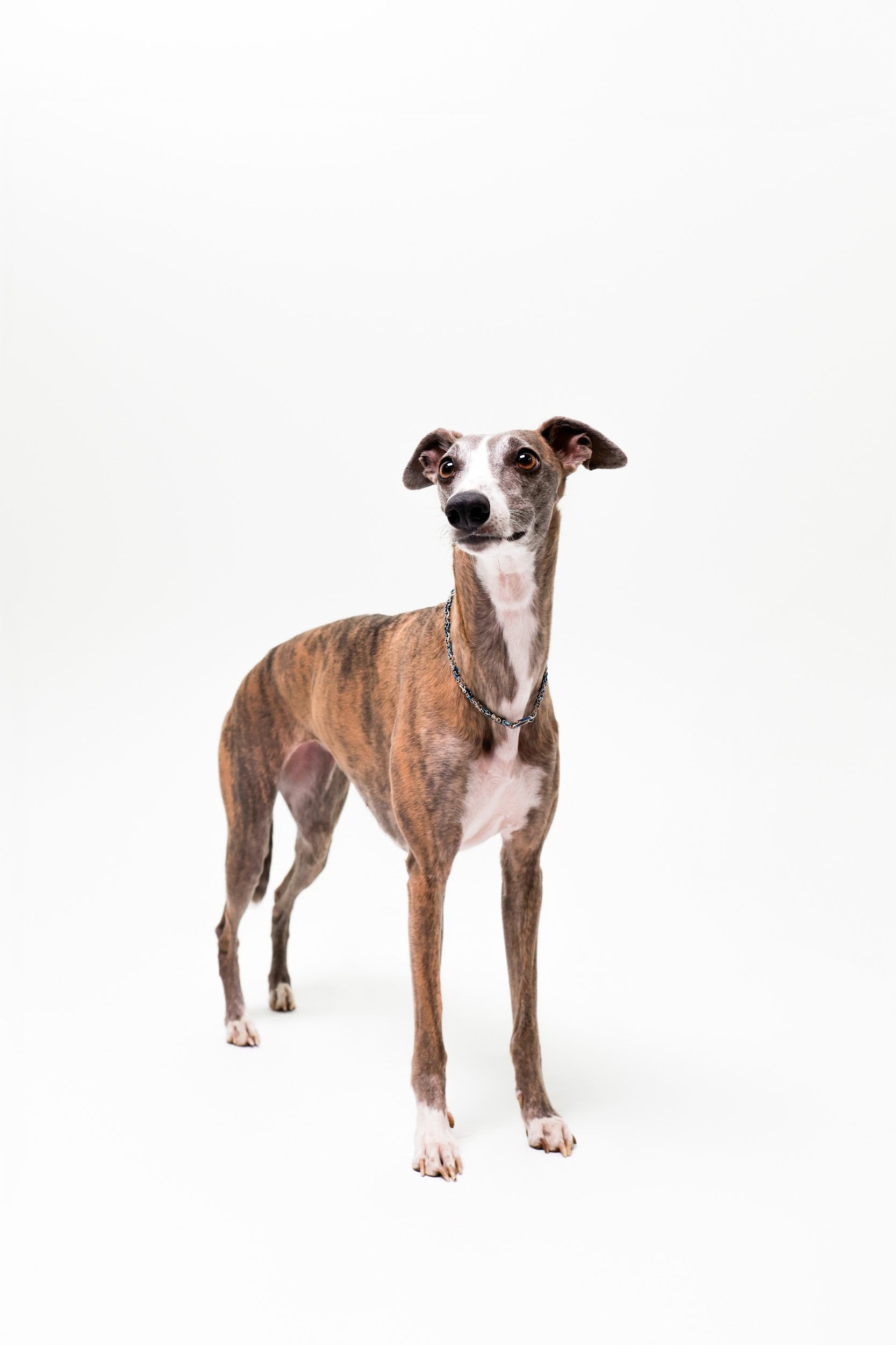 Srebrno-niebieski łańcuch dwukolorowy dla psów