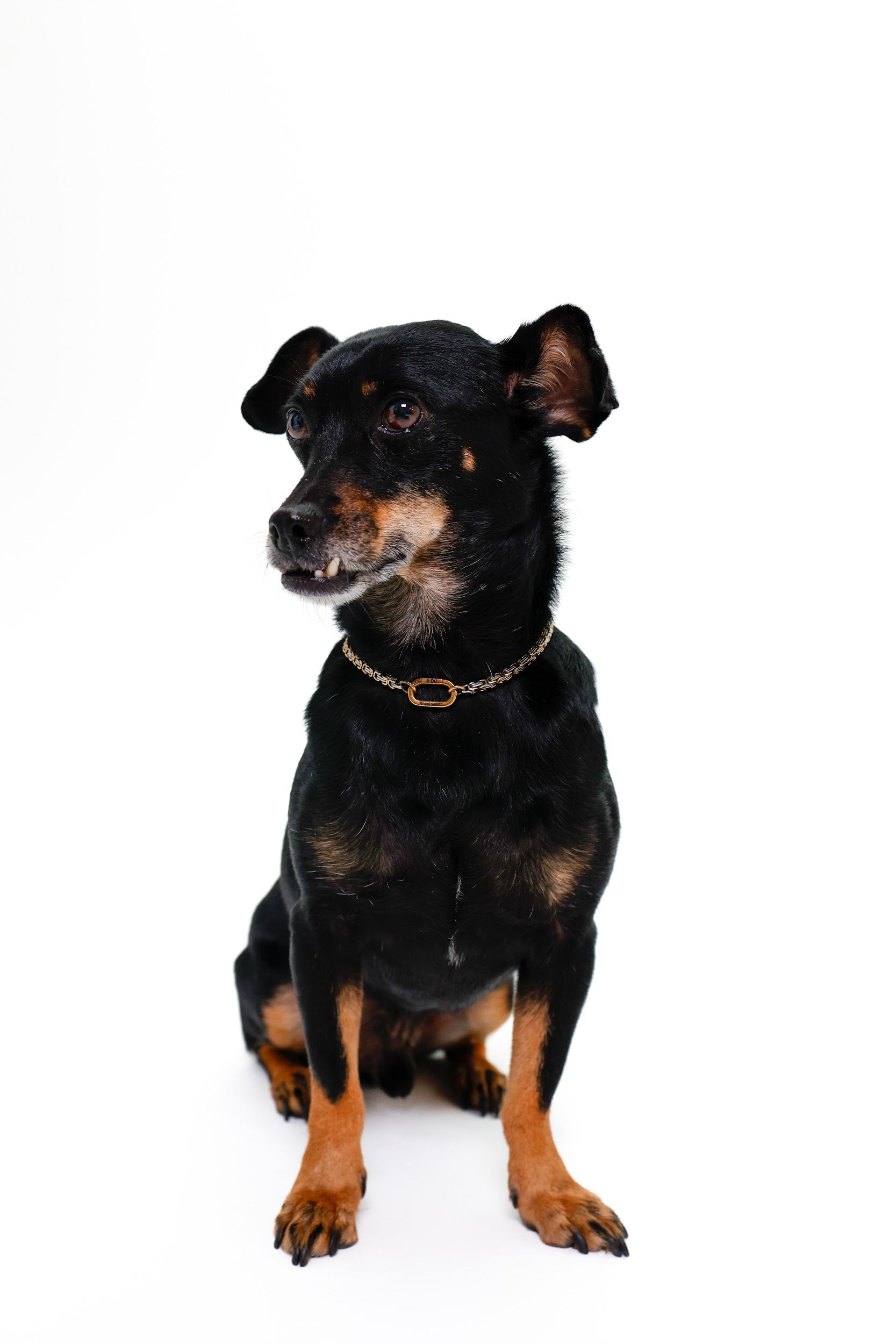 Złoto-srebrny łańcuszek dwukolorowy dla psów