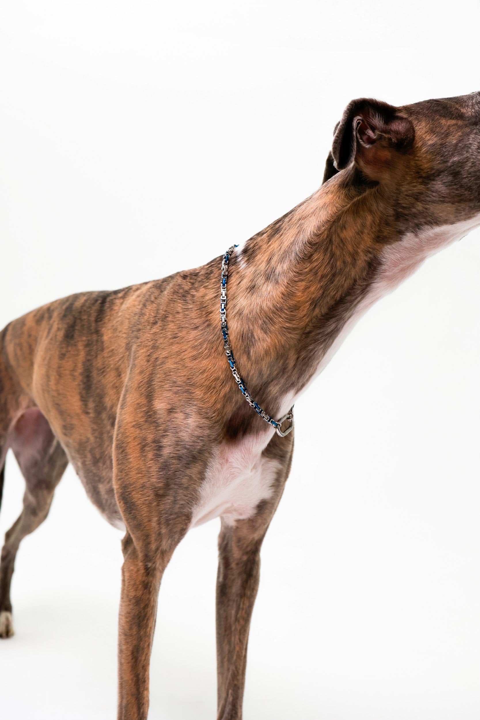 Srebrno-niebieski łańcuch dwukolorowy dla psów