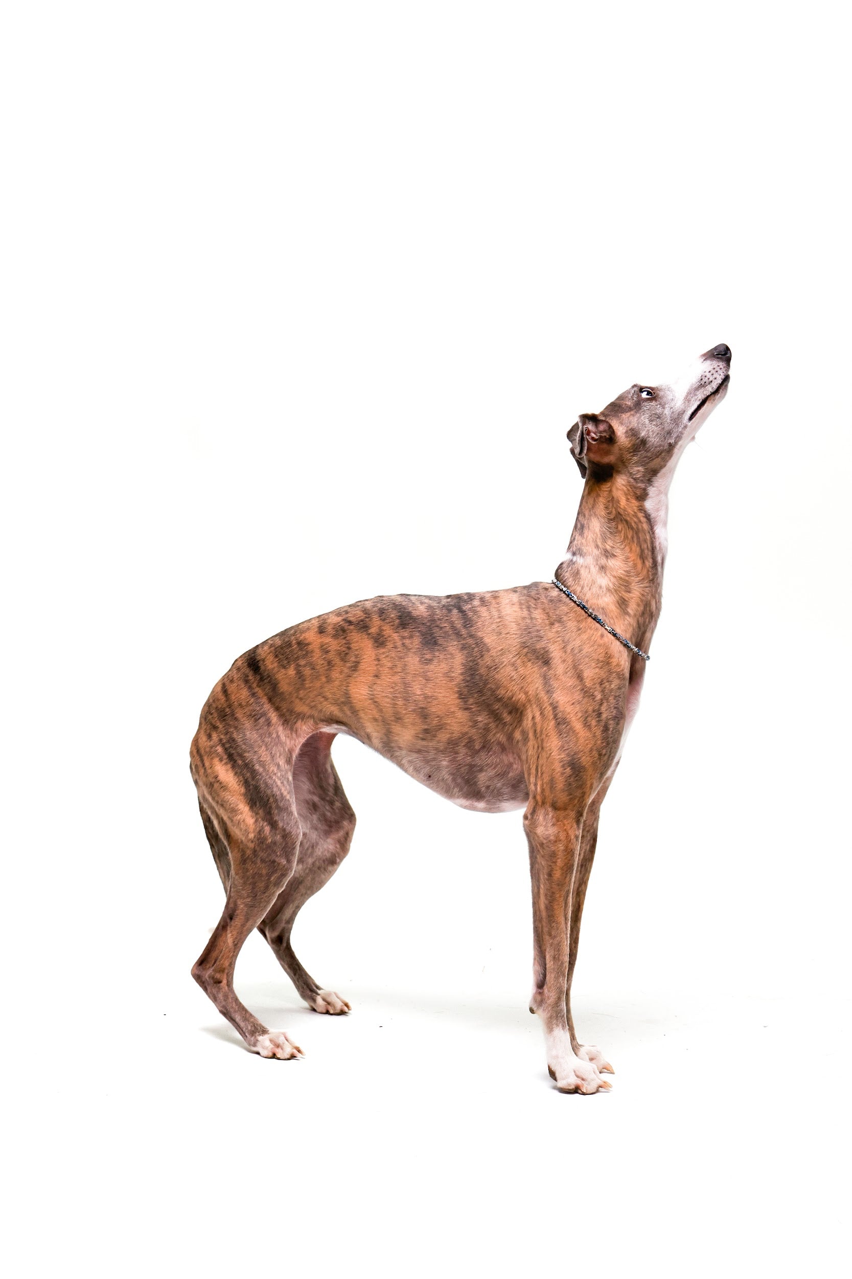 Srebrno-niebieski łańcuch dwukolorowy dla psów