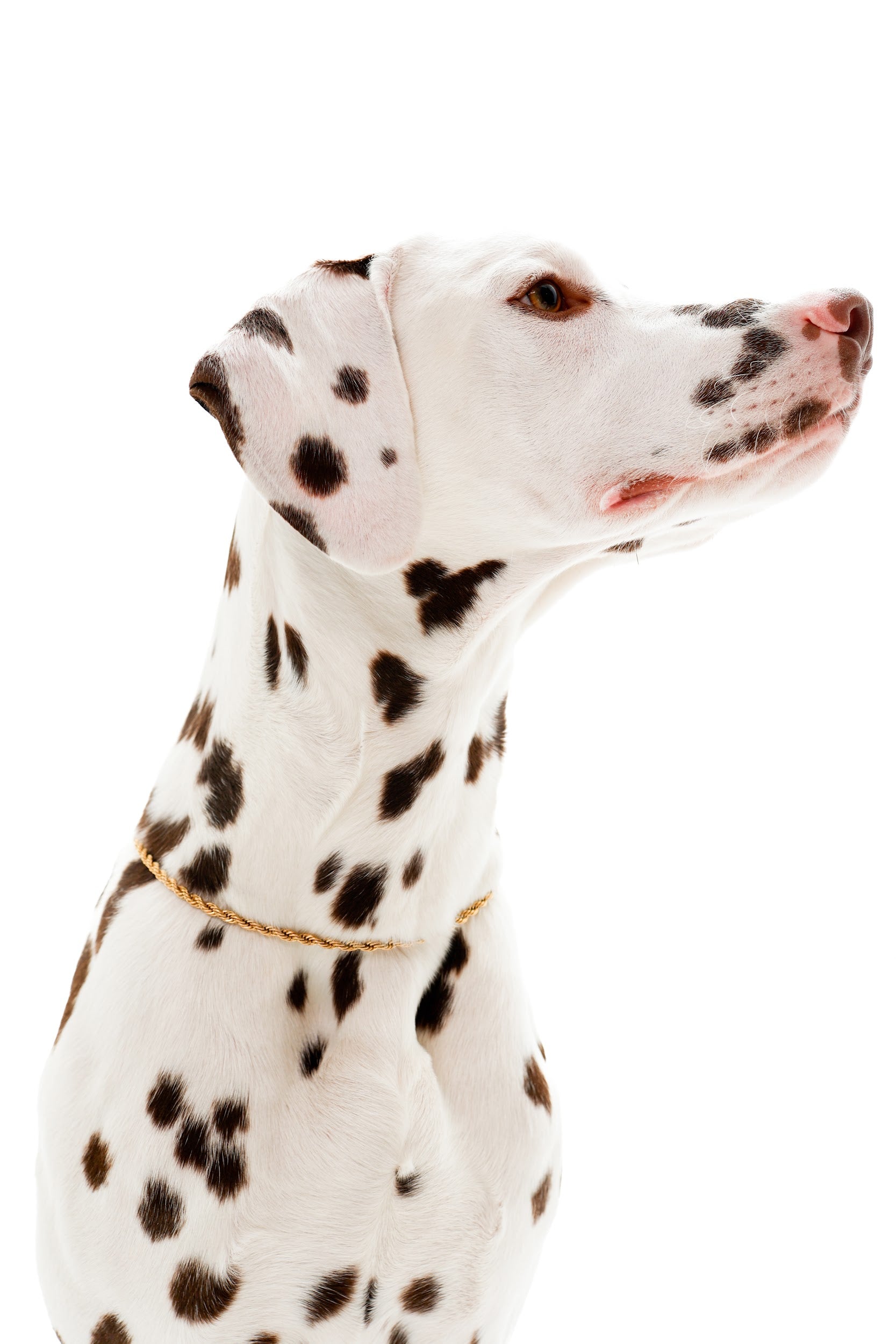 Czym właściwie jest biżuteria dla psa?