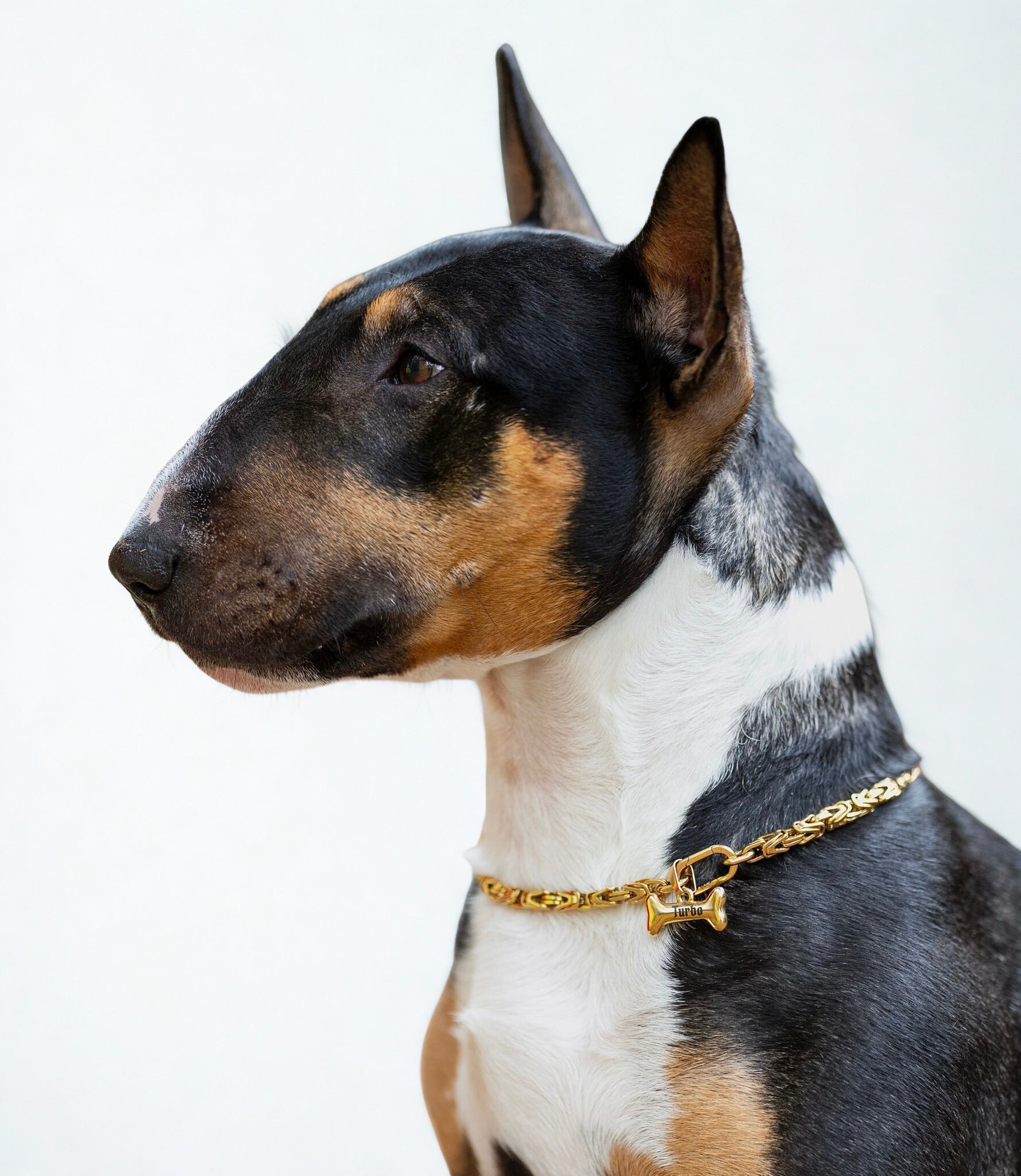 Złoty zestaw bizantyjski dla psów